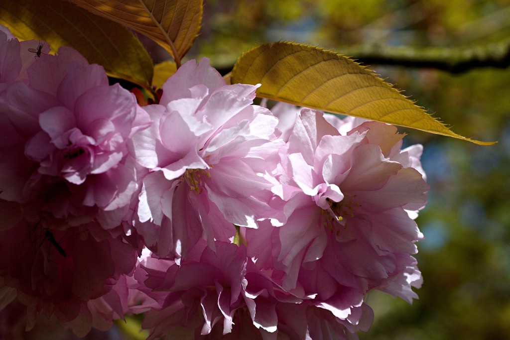 bloesem hdr voorjaar lente bloem bloemen flora fruitbomen betuwe kersenbloesem japan sakura fruit fruitbomen
